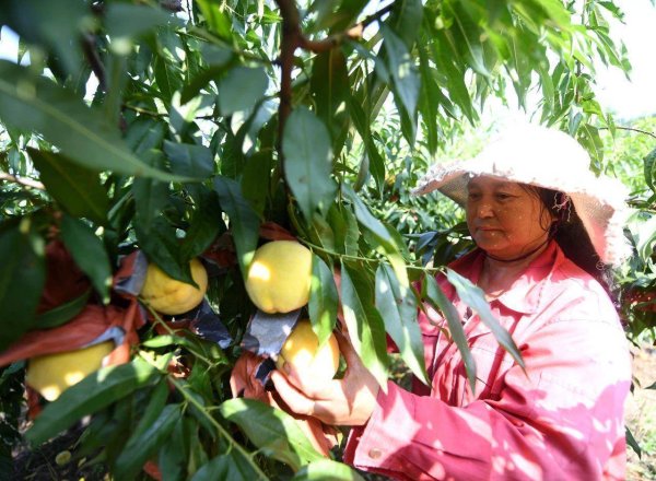 永崋证券 安徽巢湖：黄桃成熟“甜蜜”上市